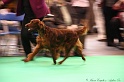 Crufts2011 377